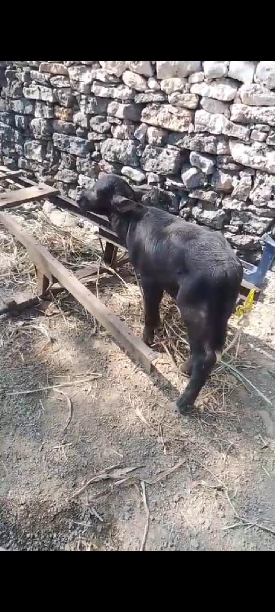 થંબનેલ 2