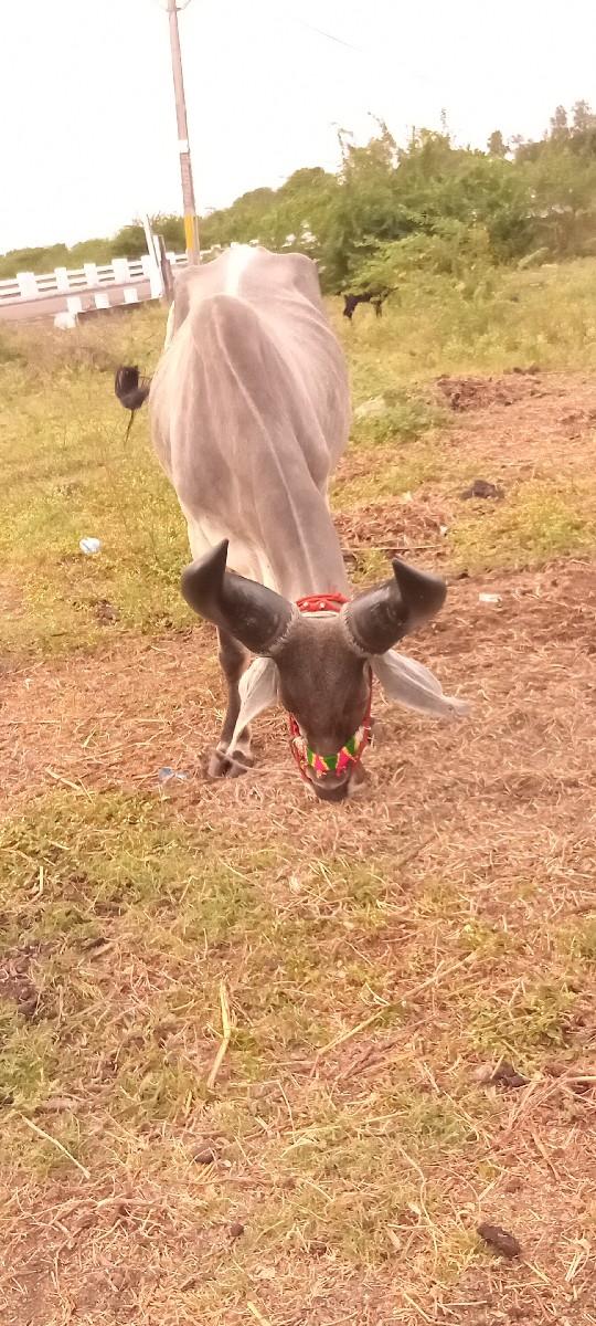 થંબનેલ 3