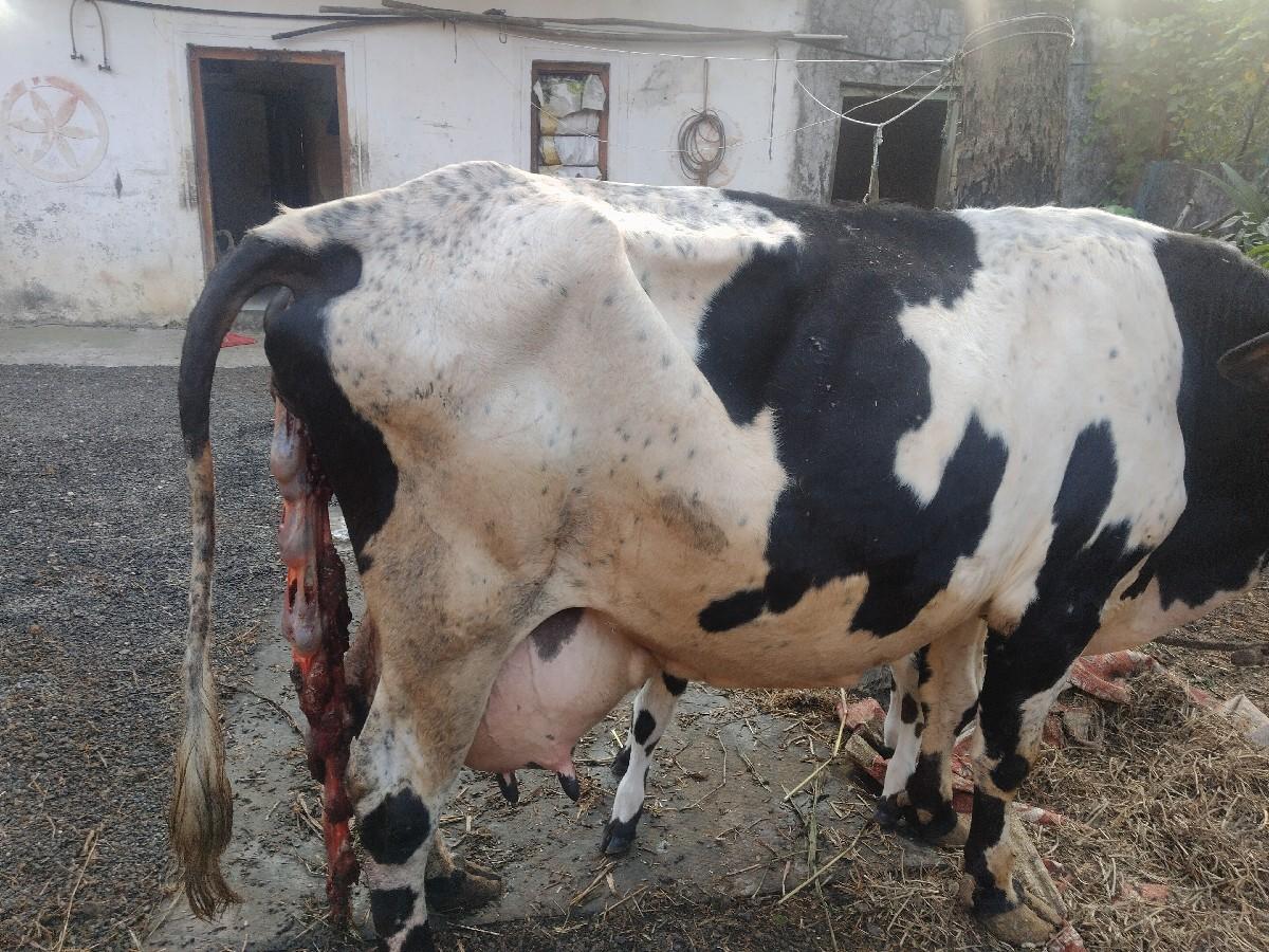 થંબનેલ 3