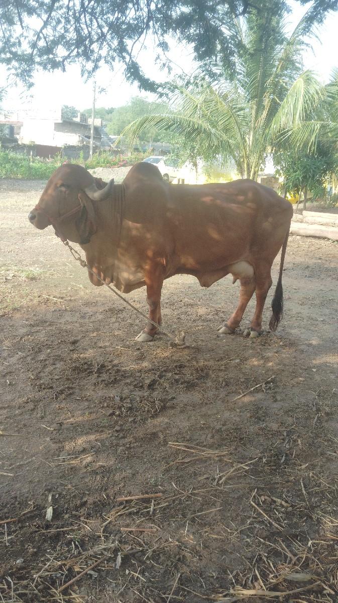 થંબનેલ 3