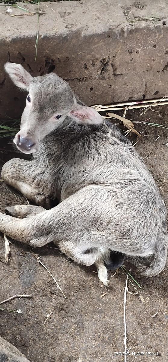 થંબનેલ 2