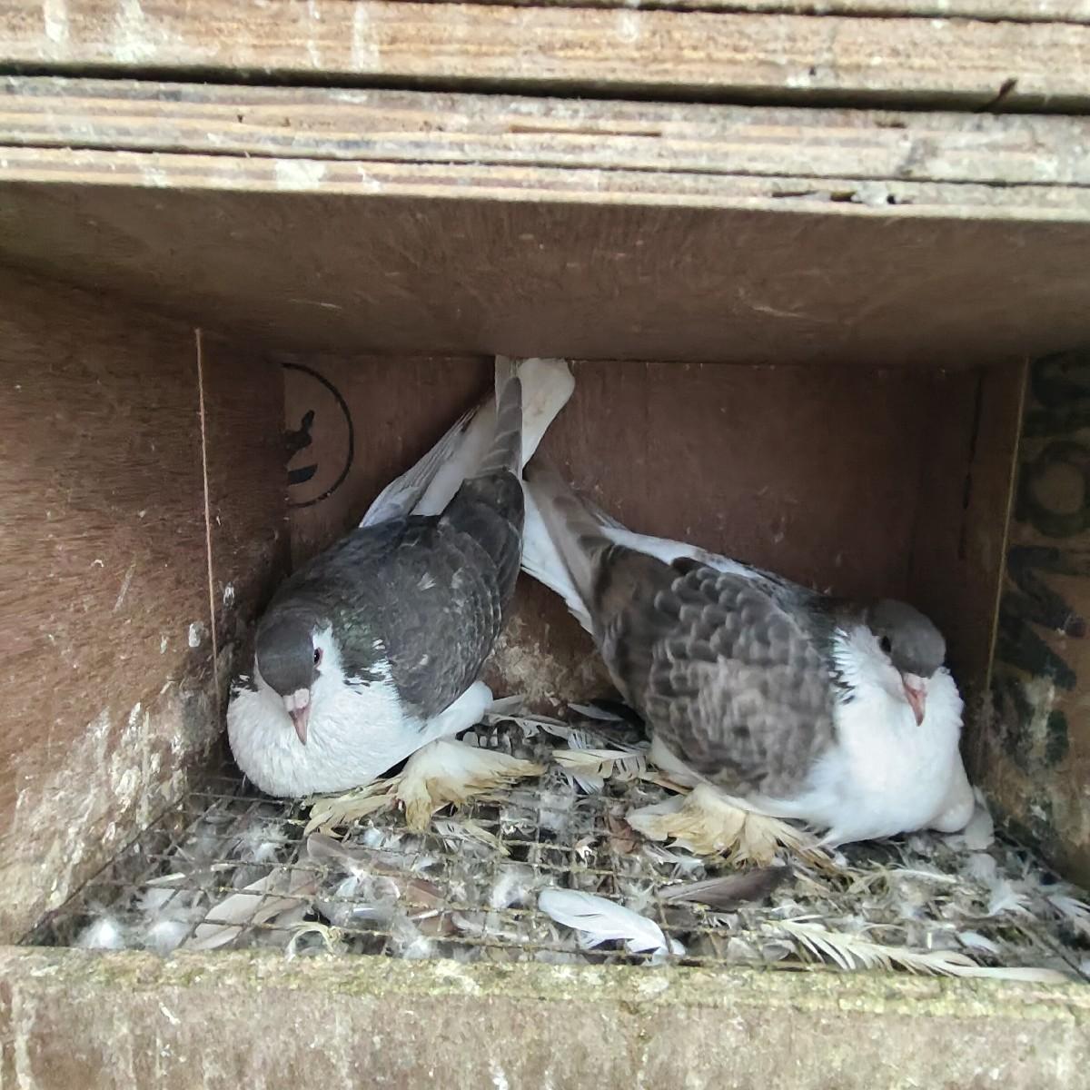 થંબનેલ 2