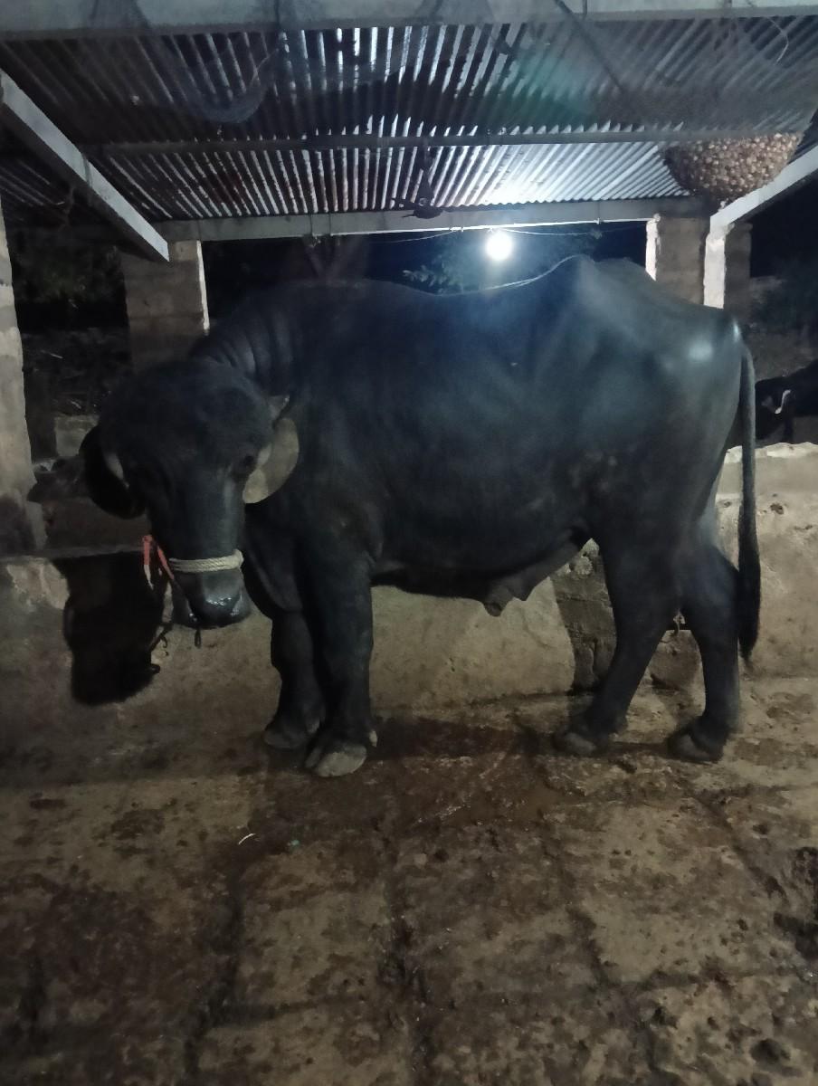 થંબનેલ 2