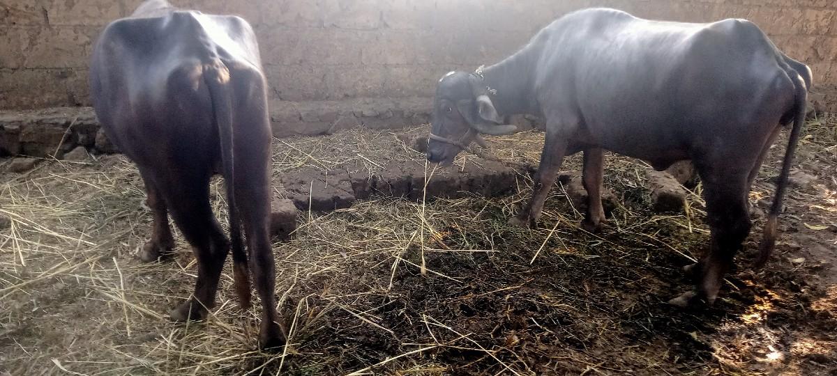 થંબનેલ 3