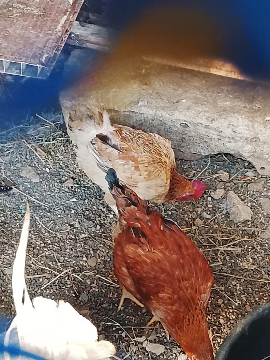 મુર્ગી વેચવાની છે