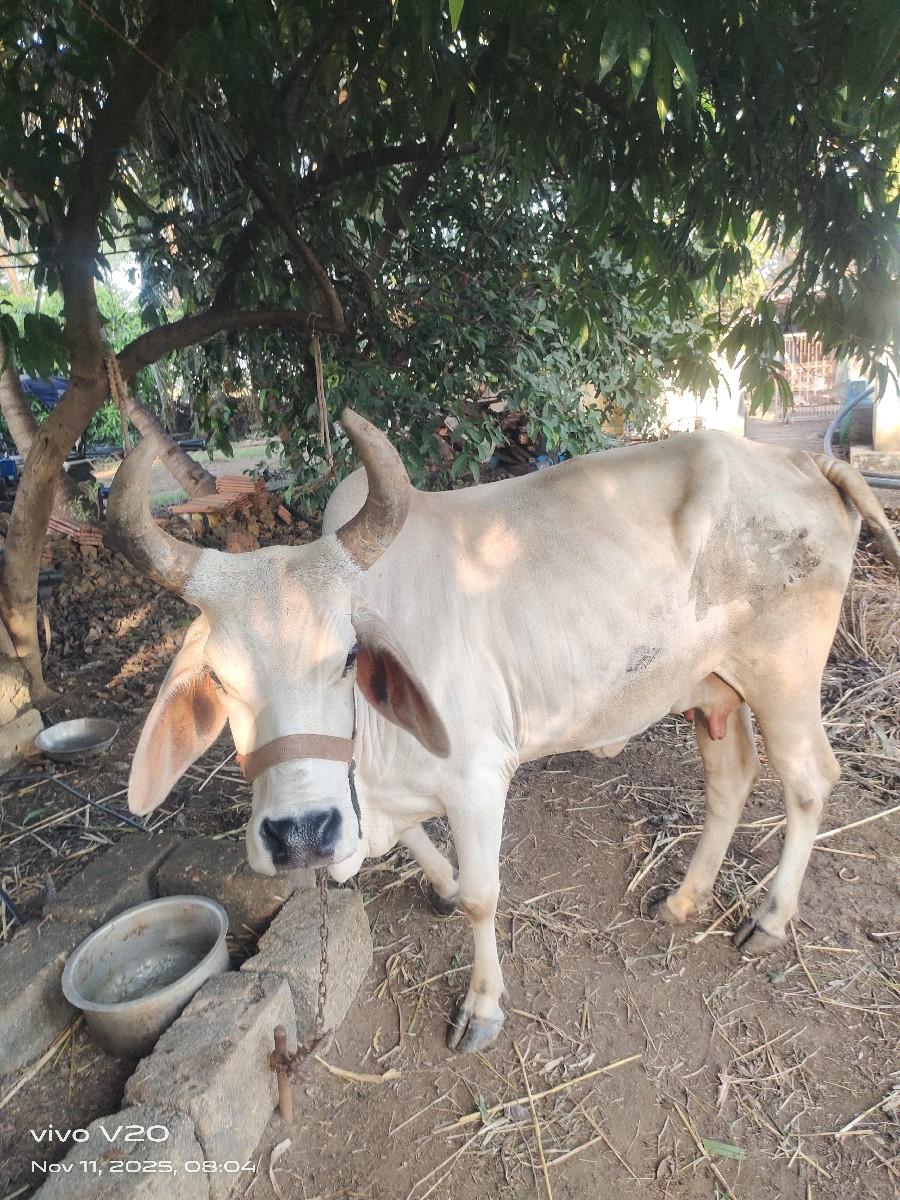 થંબનેલ 2