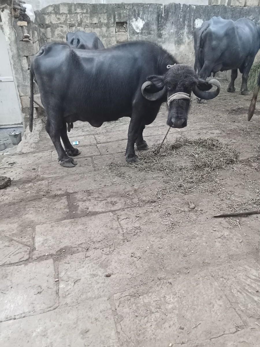 ભેંસ વેચવાની છે