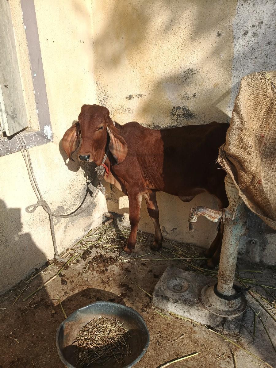 થંબનેલ 2