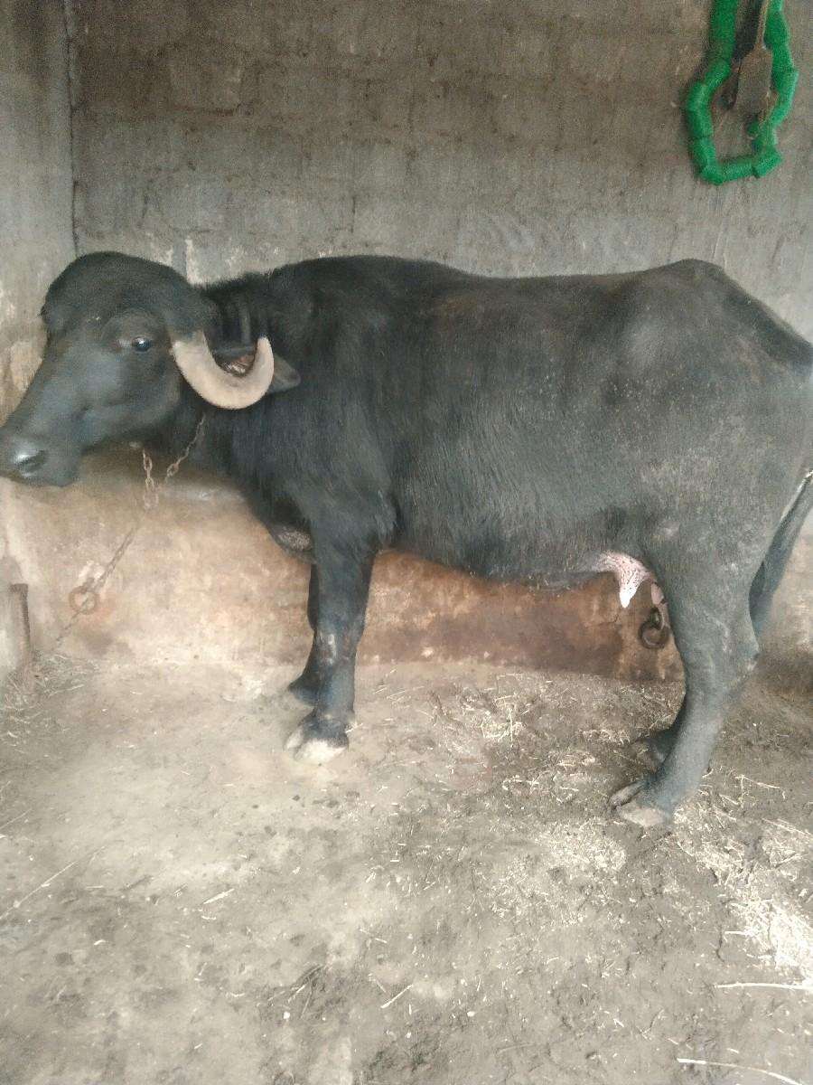 થંબનેલ 2