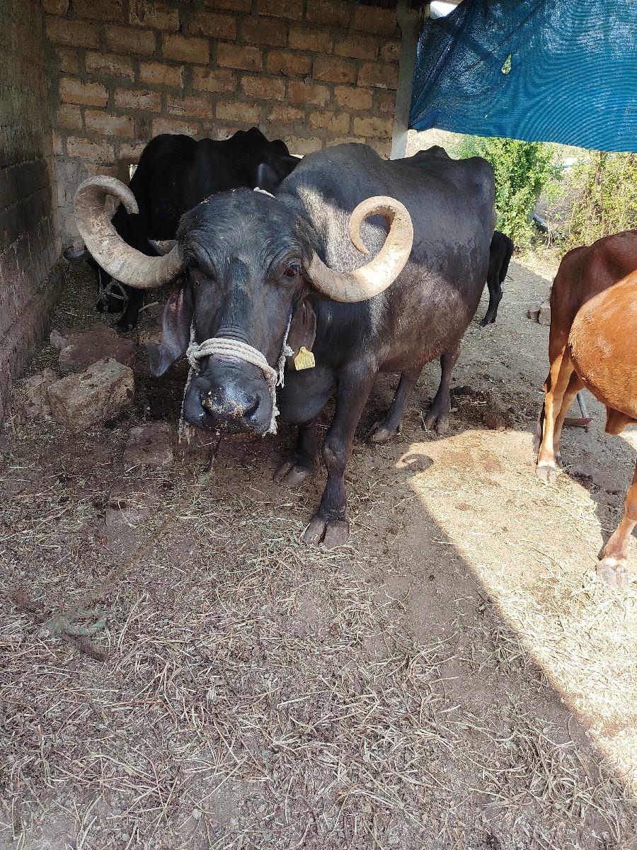 થંબનેલ 2