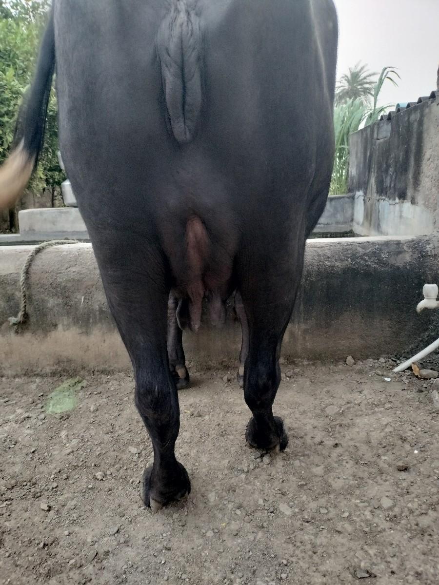 ભેંશ વેચવાની છે