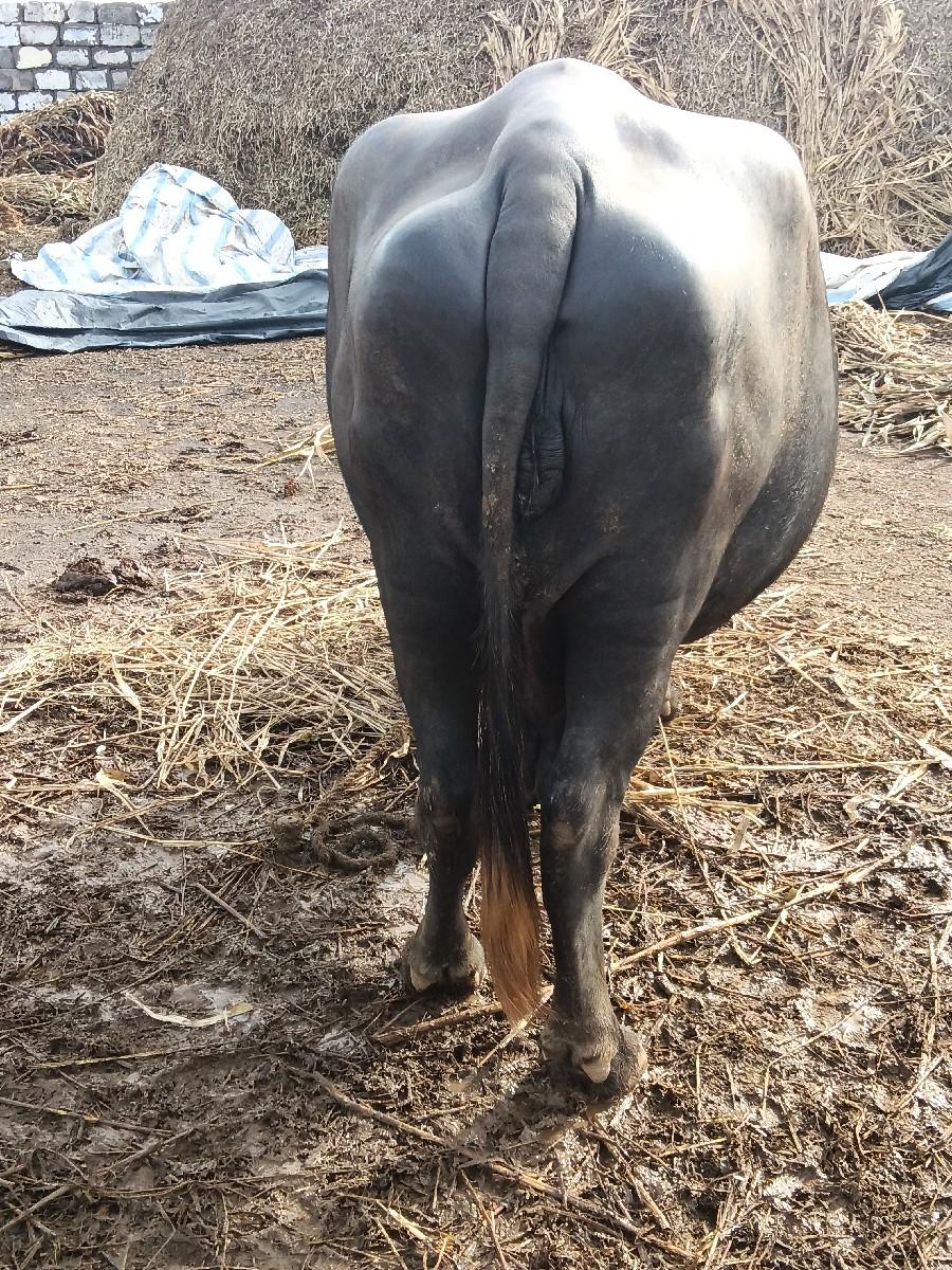 ખીમા ભાઈ