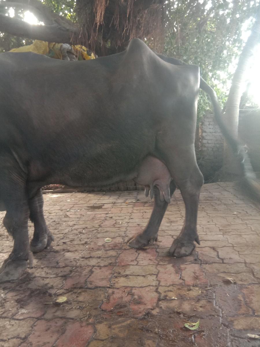 થંબનેલ 2