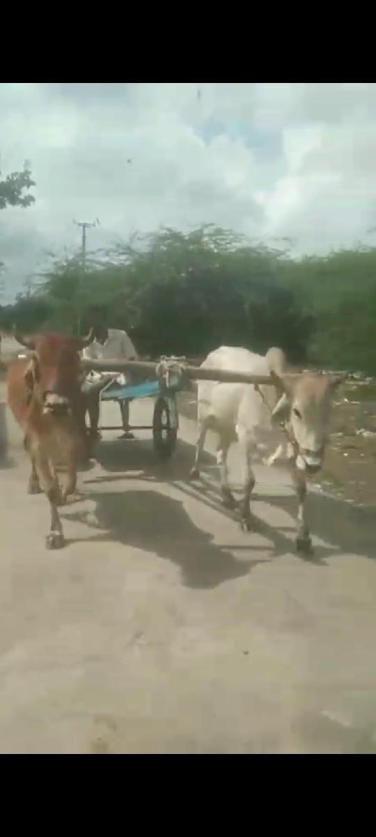 25000 kimat Kaun Hai Akela ji