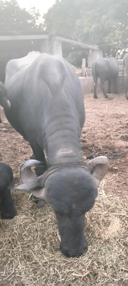 થંબનેલ 3