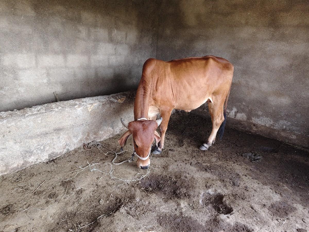 guy
સાત મહિનાની  કમ્પલેટ