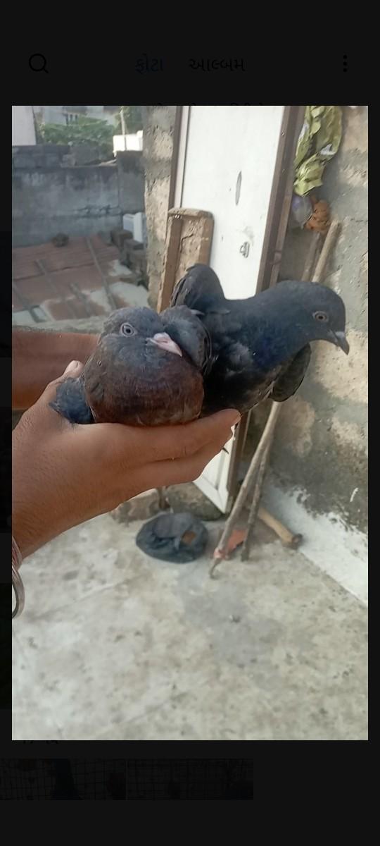 થંબનેલ 2