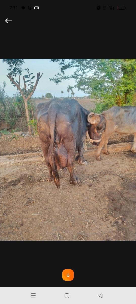 ભેંસ વેચવાની છે