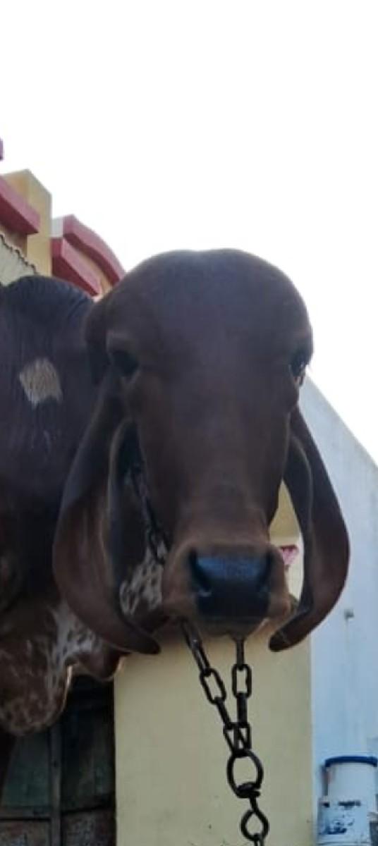 થંબનેલ 2