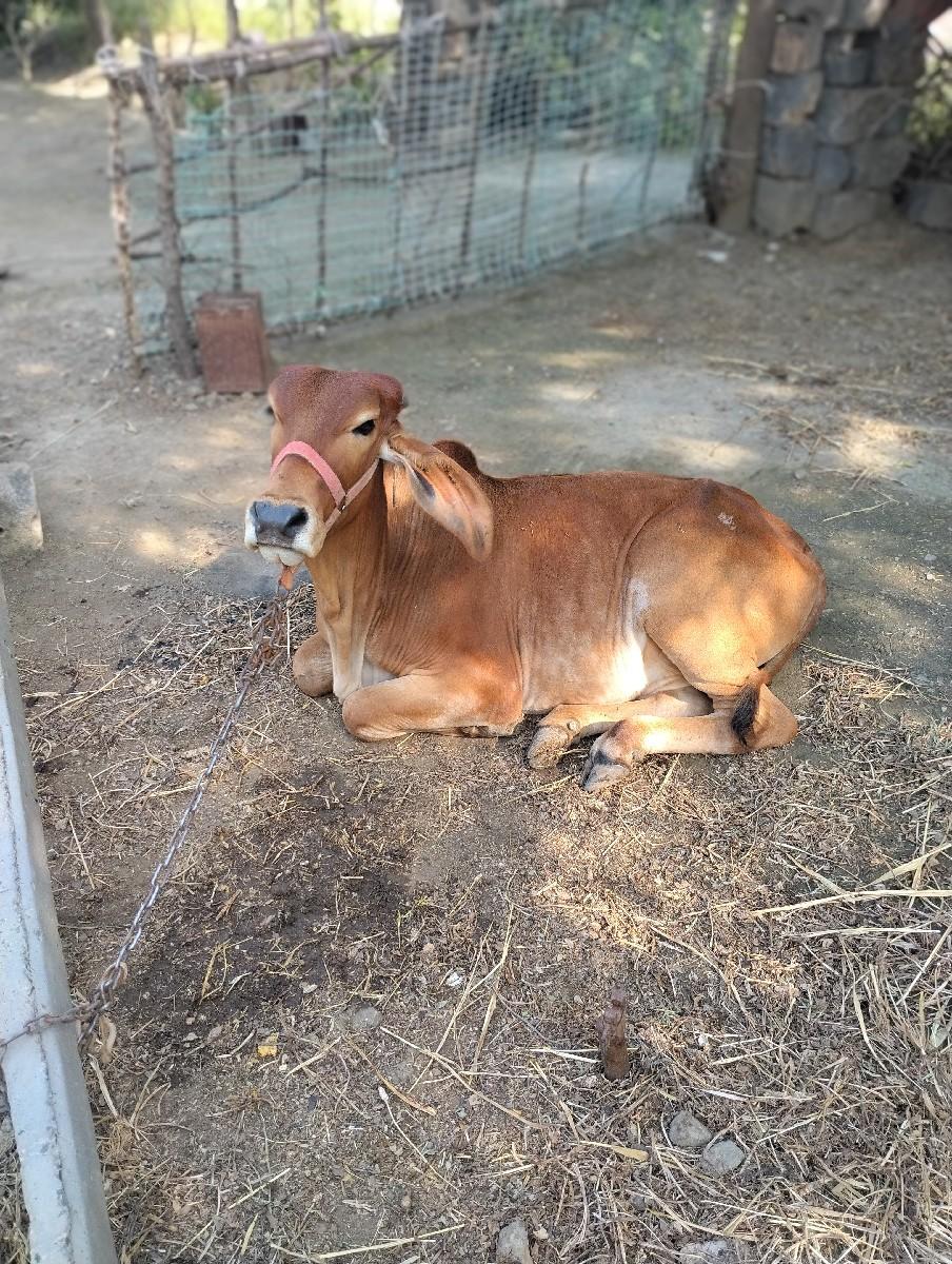 થંબનેલ 3