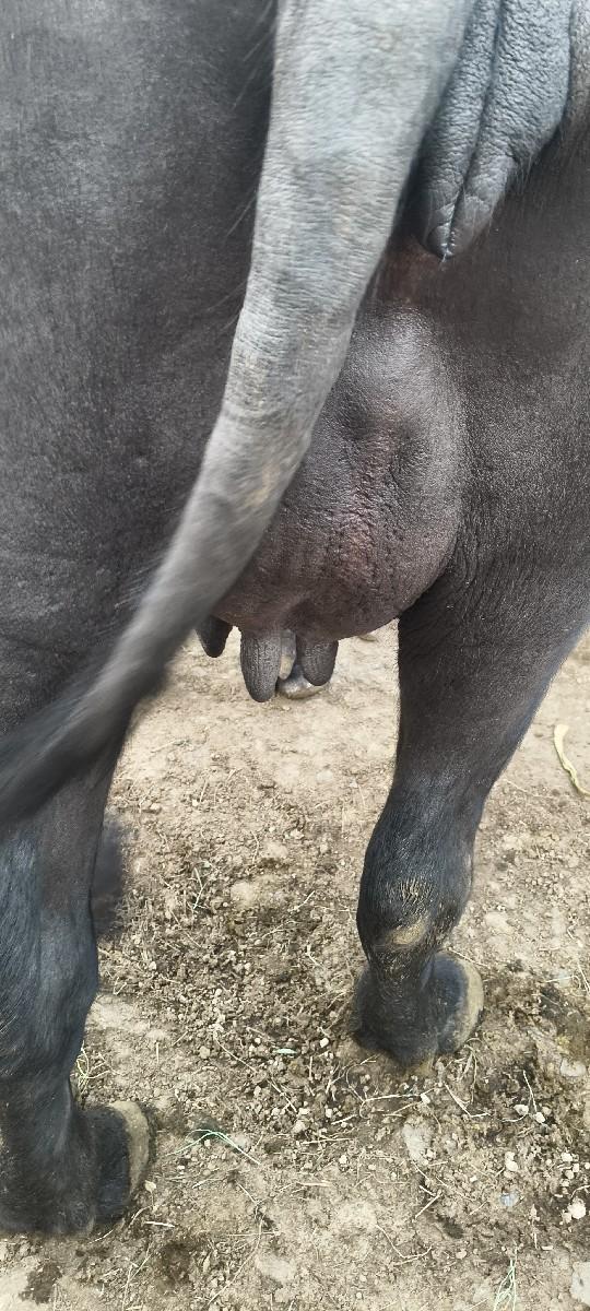 ભેંશ વેચવાની છે.