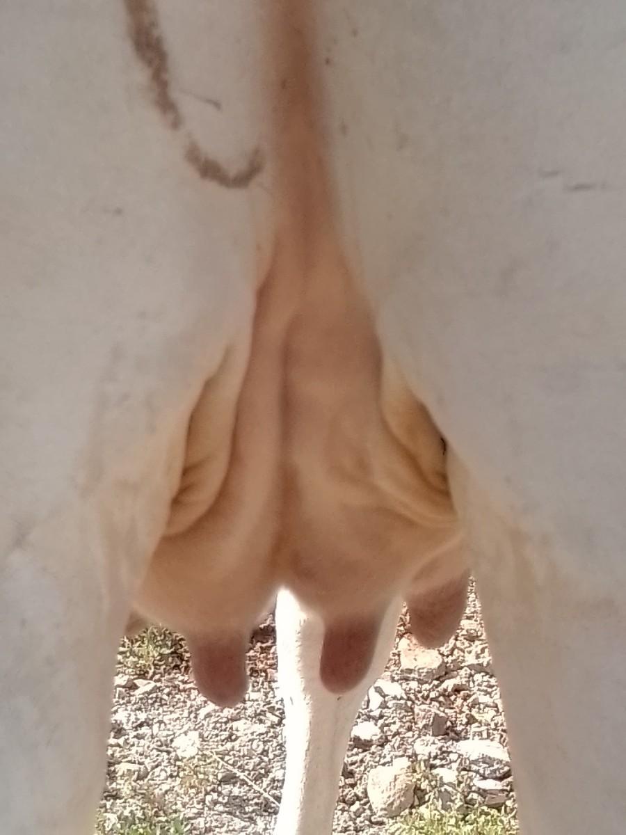 પેલા વેતર‌ હોડકી વેચવાની છે