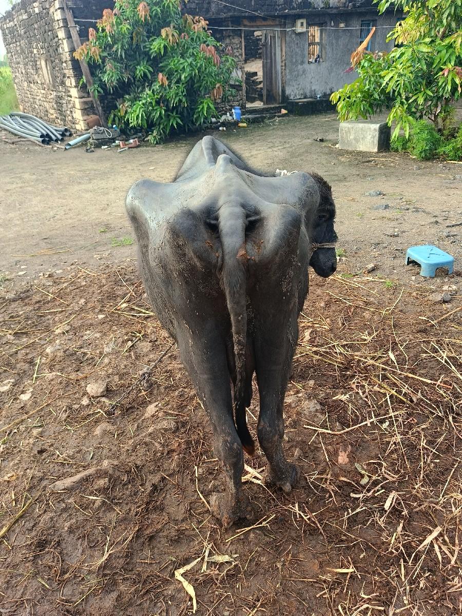 થંબનેલ 2