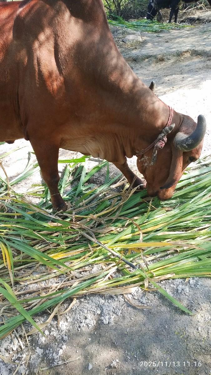 થંબનેલ 2