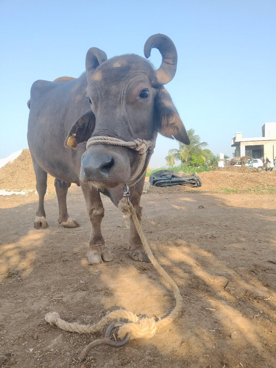 થંબનેલ 3