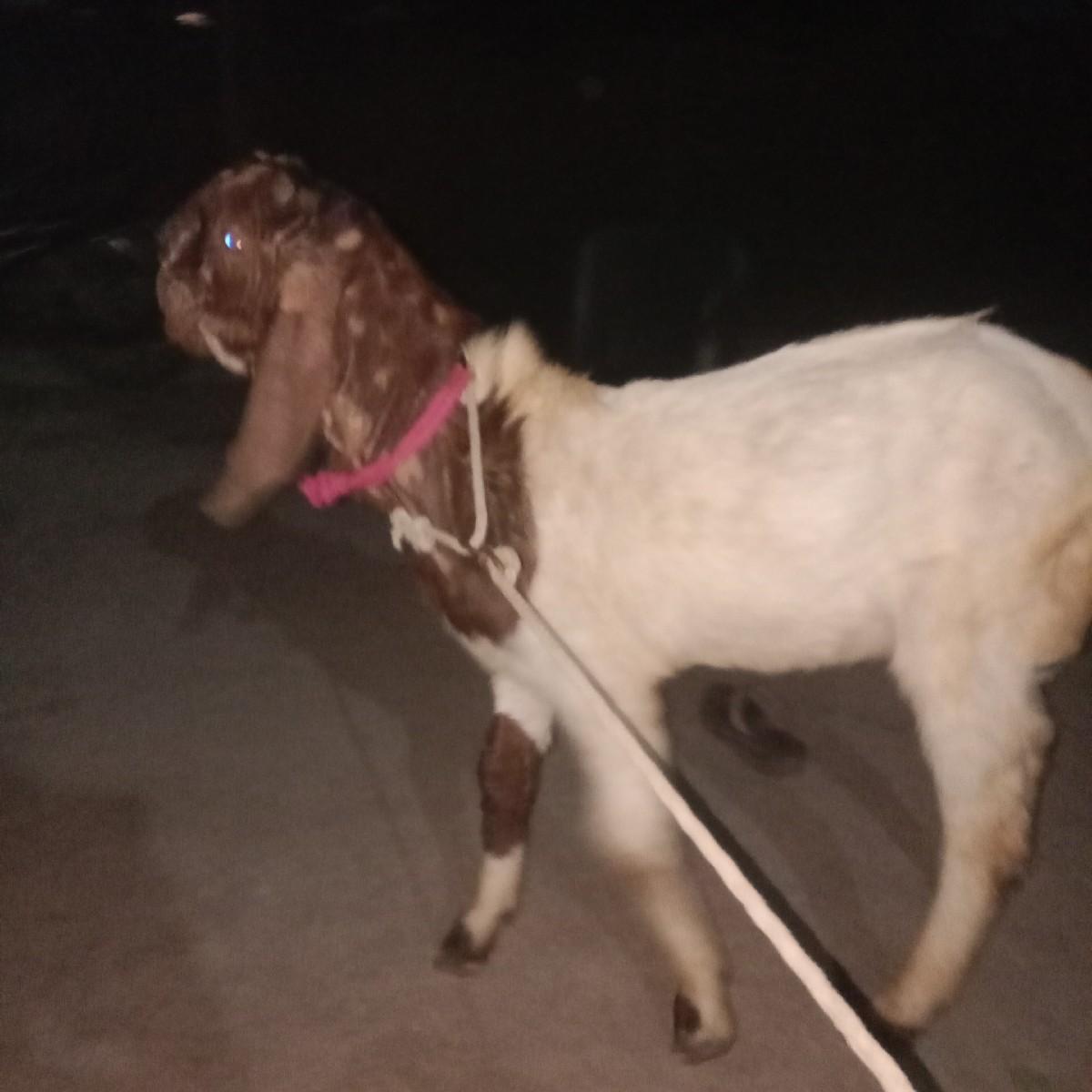 આ બકરા વેચવાનો છે