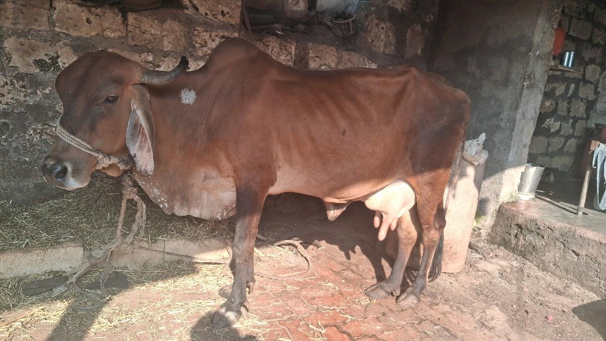 થંબનેલ 2