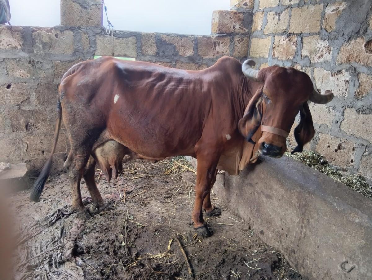 થંબનેલ 2