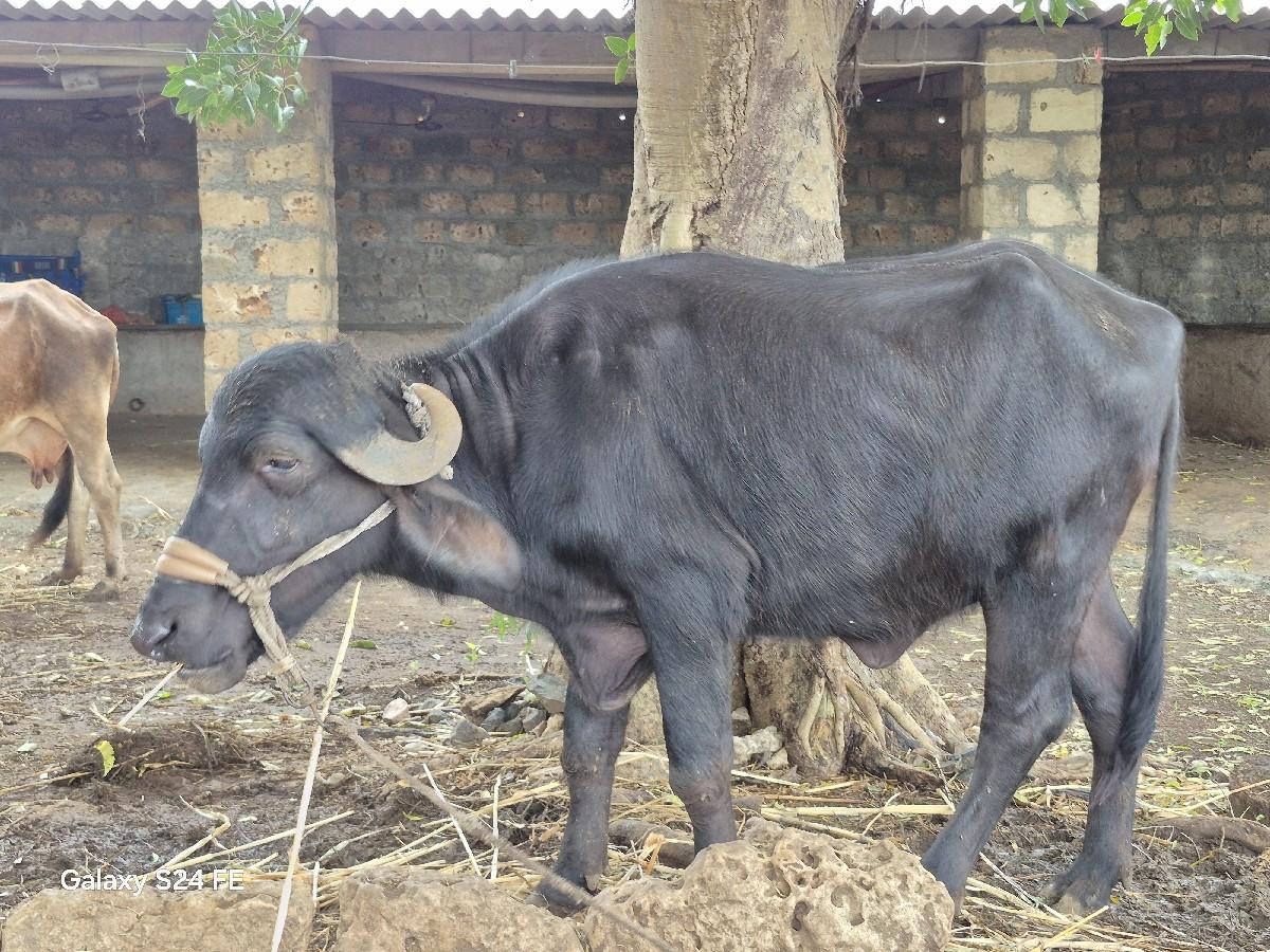 થંબનેલ 3