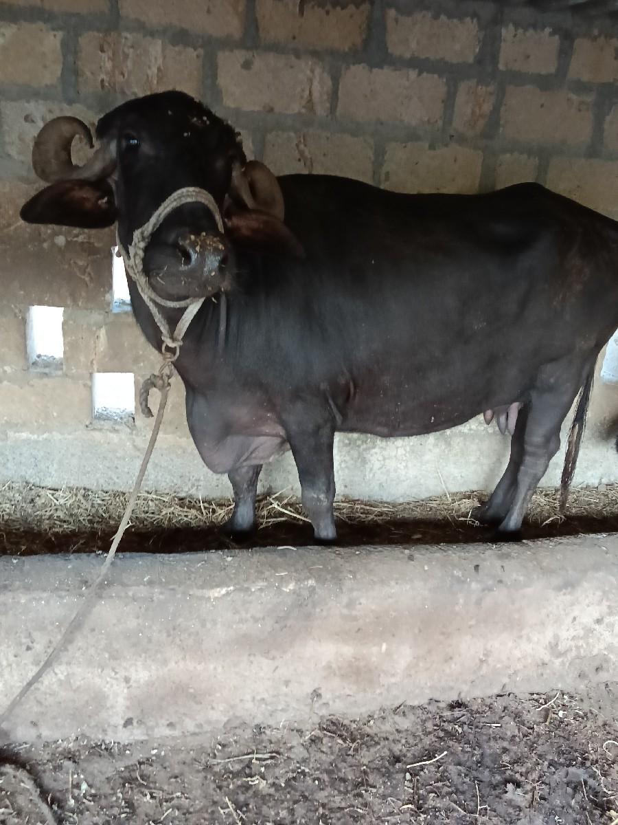 ભેસ વેસવાની સે