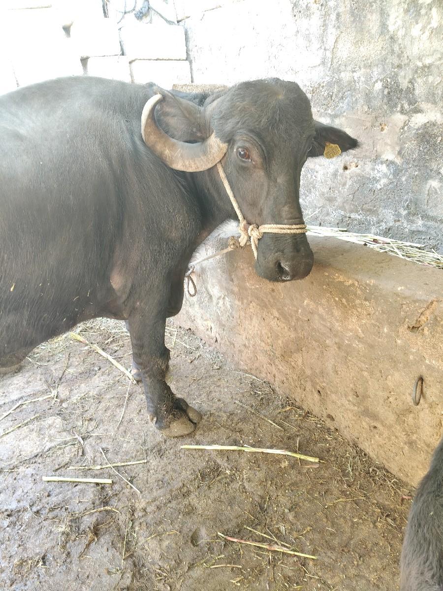 થંબનેલ 3