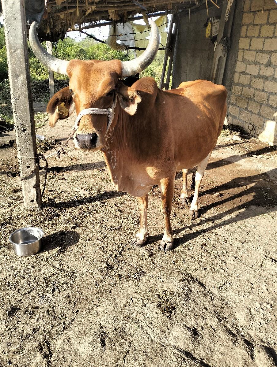 ગાય વેચવા ની છે