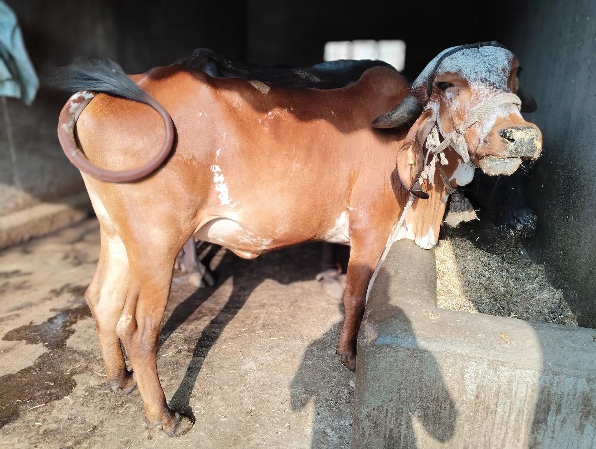 થંબનેલ 3