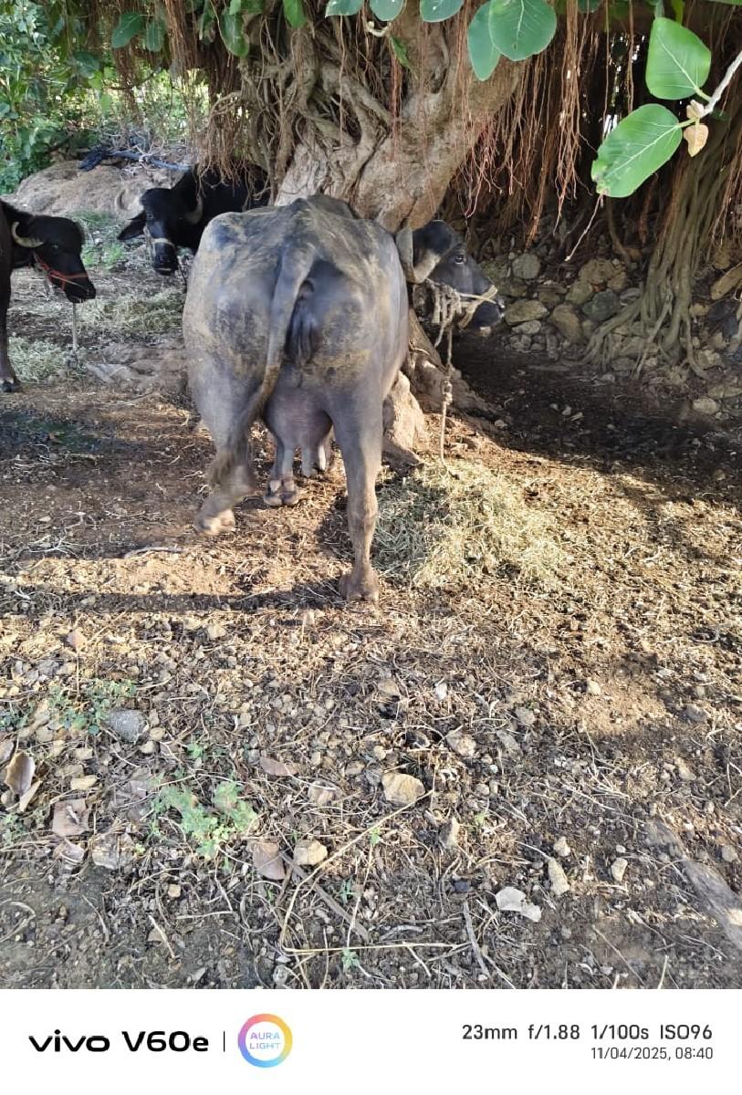 થંબનેલ 2