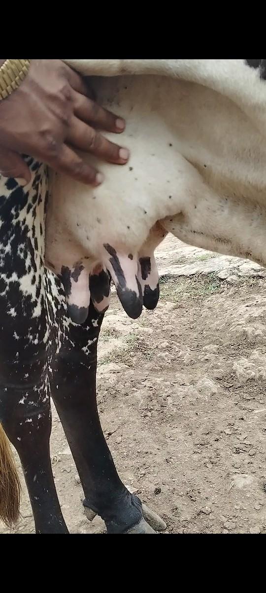 વીર ક્રોસ જર્સી ગીર ક્રોસ વેચવાની