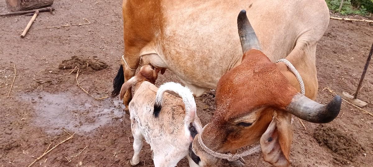 આ ગાય વેચવાની છે