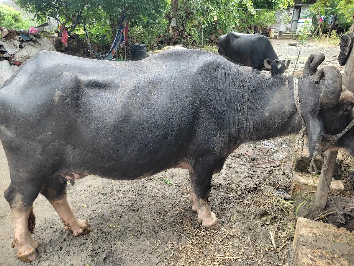 થંબનેલ 2