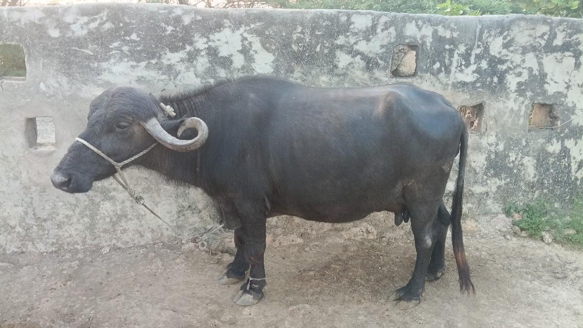 ભેંશ વેચવાની છે