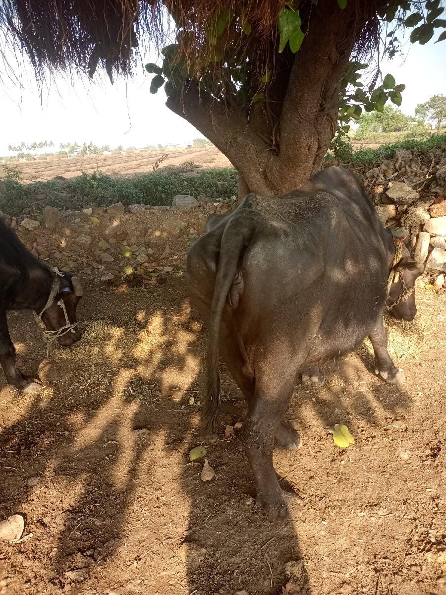 कमलेश9712642511