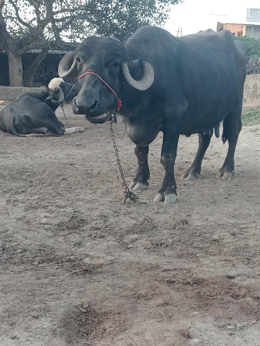 થંબનેલ 2