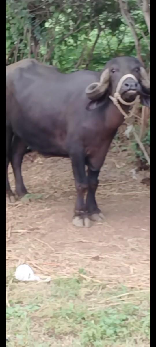 થંબનેલ 3