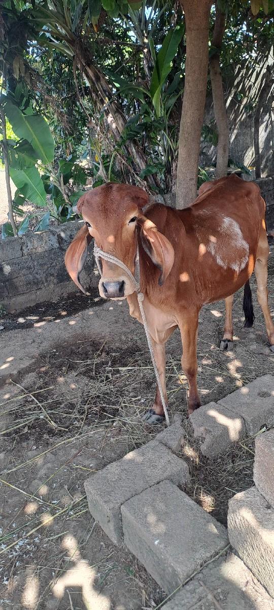 હોળકી વેસવાની છે