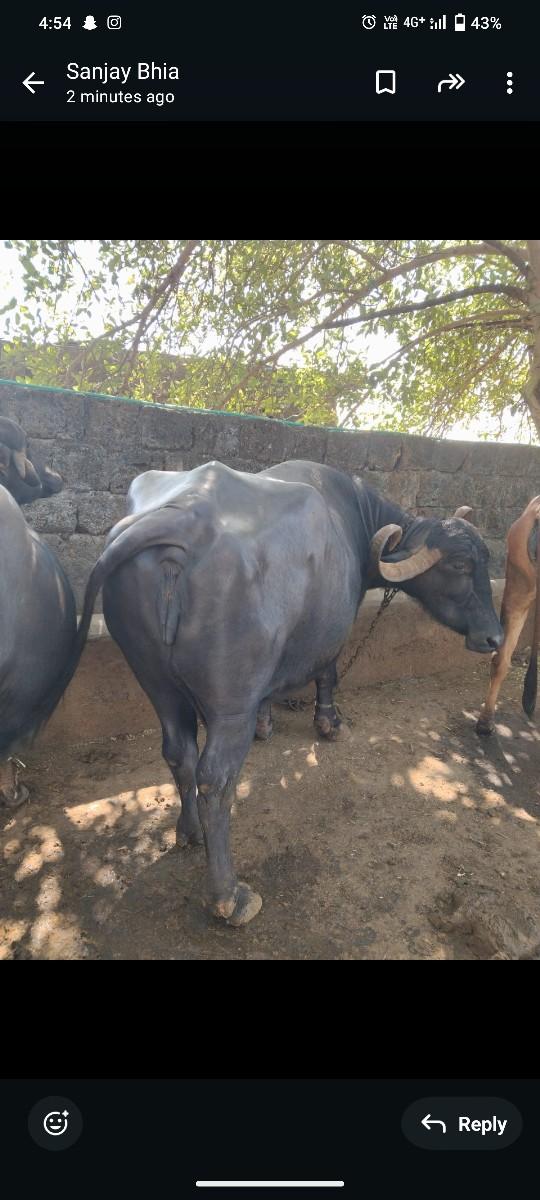 થંબનેલ 2