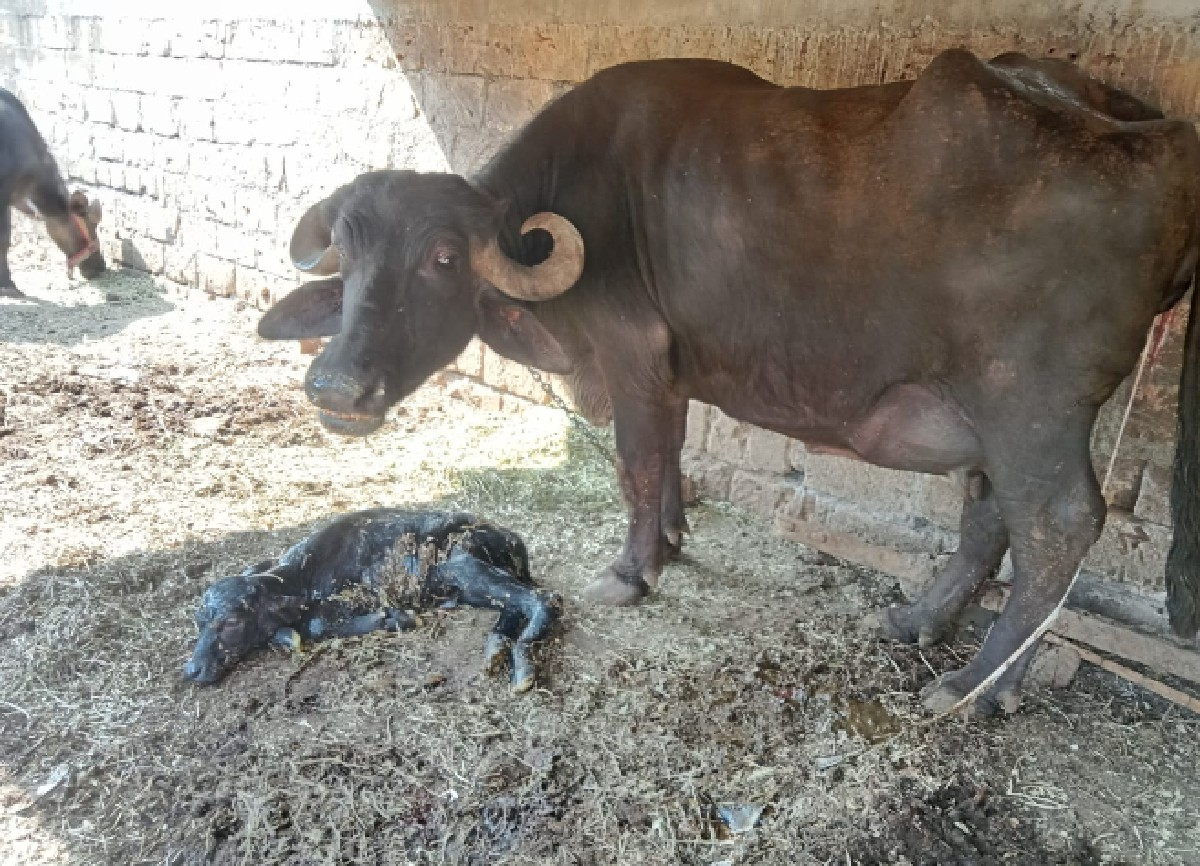 આ  ભેંસ વેચવાની છે