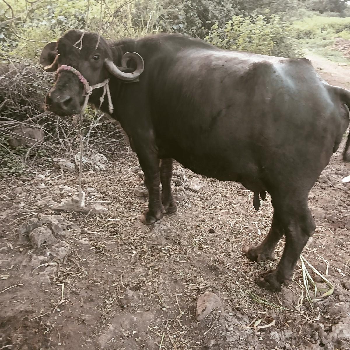 ભેંસ વેચવાની છે