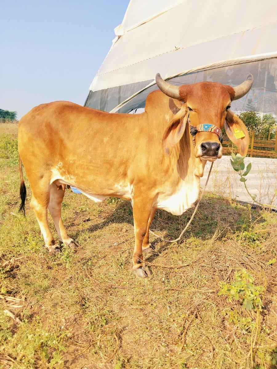 હોડકી વેચવાની